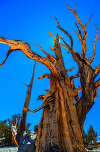 Bristlecone Pine, Patriarch Grove-3886